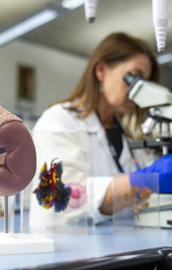 A student in a white lab coat and blue gloves adjusts a microscope in a bright science lab, with colourful anatomical models and science equipment on the bench, ready for some hands-on discovery. A student in a white lab coat and blue gloves adjusts a microscope in a bright science lab, with colourful anatomical models and science equipment on the bench, ready for some hands-on discovery.